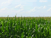 �g�E�����R�V