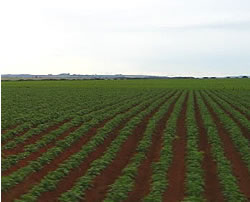 �u���W���̔_�n