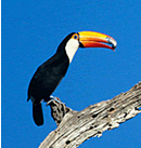 �u���W���E��